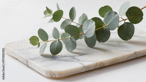 Eucalyptus Sprig on White Marble Board