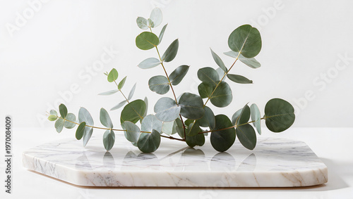 Eucalyptus Sprig on White Marble Slab