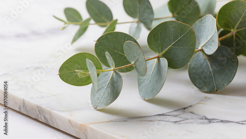 Eucalyptus Sprig on White Marble Surface