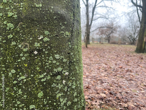 Moss-covered tree trunk in a foggy park during early morning hours