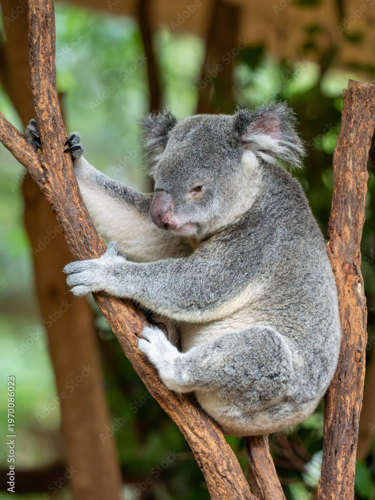 Obraz premium Koala