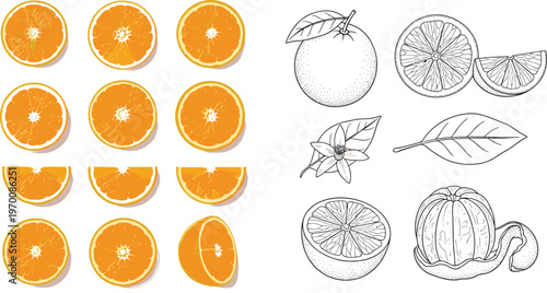 Orange Fruit Vector Set with Colored Slices and Hand Drawn Outline Elements Featuring Citrus Cross Sections Leaves and Whole Fruit