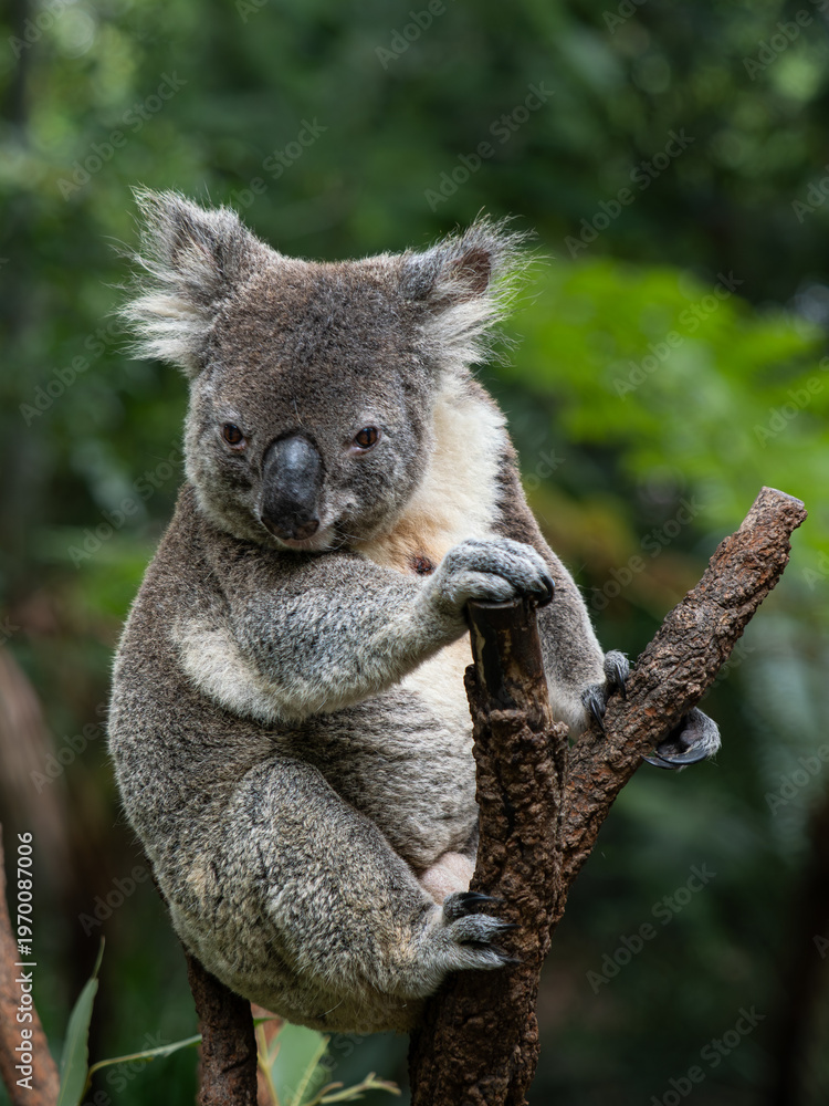 Obraz premium Koala