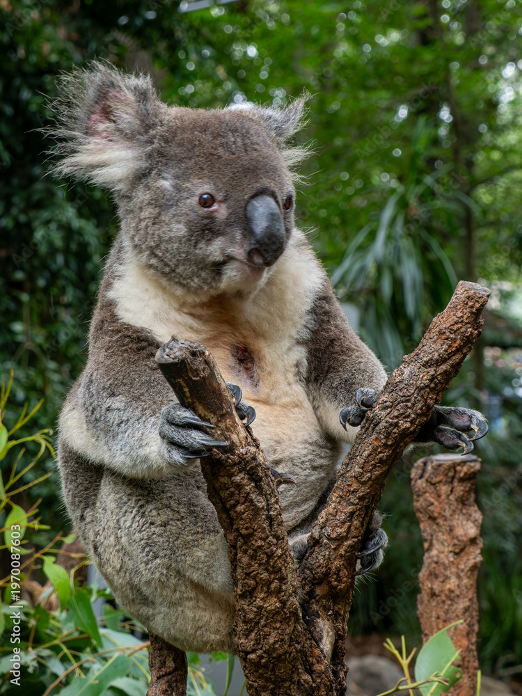 Obraz premium Koala