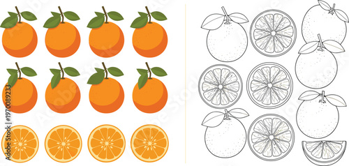 Orange Fruit Vector Set with Colored and Hand Drawn Outline Versions Featuring Whole Oranges and Slice Variations Collection