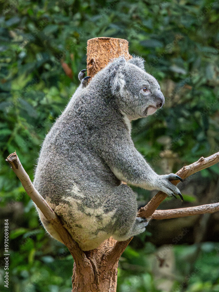 Fototapeta premium Koala