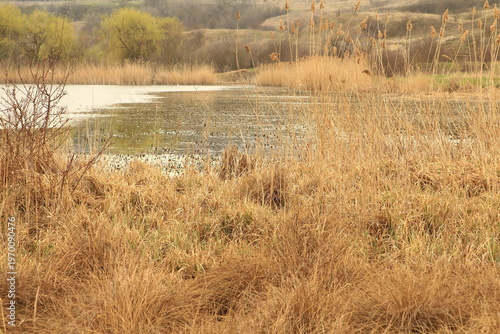 Fotografie A swampy area with grass and trees