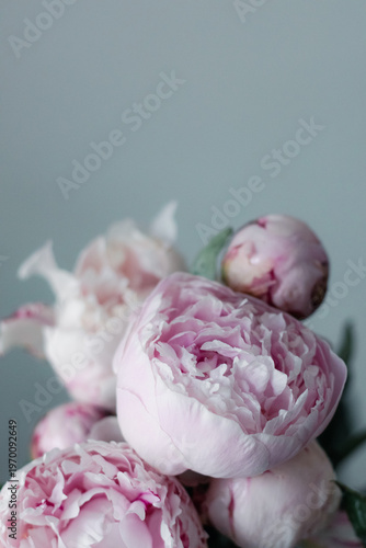 Obraz na plátne Pink double flower of Paeonia lactiflora (cultivar Sarah Bernhardt) close-up