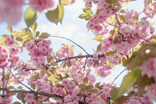 Foto Prunus serrulata tree, blooming sakura branch, cherry flowers against blue sky