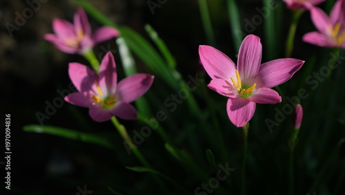 Close Up of pink lily with dark and blur background.