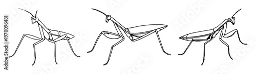 Praying Mantis insect set with abstract line art design featuring entomology, nature, wildlife with invertebrates and arthropod anatomy