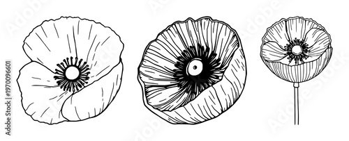 Poppy pod cross-section set with minimalist black line art design featuring botanical details, seed pods, opium with plant anatomy and floral elements