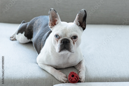French Bulldog with Heterochromia and Red Toy Lying on Grey Sofa