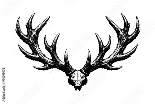 A stag antler rack shown in a dramatic frontal view, enlarged to fill the frame with its branching structure spreading outward symmetrically, isolated