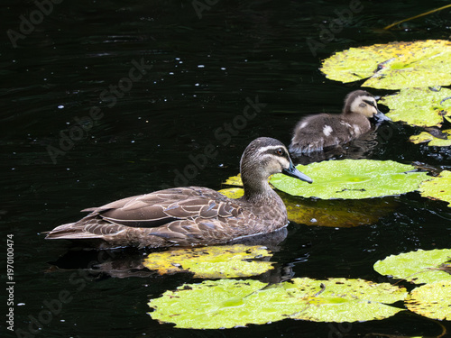 Ente
