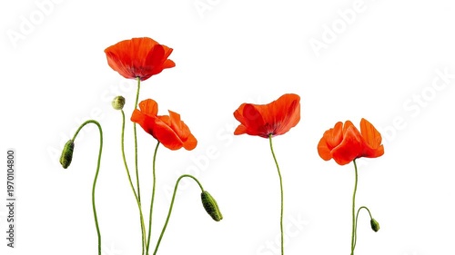 Close up of red poppies isolated on white background, gently moving in a light breeze wind, HD loopable video footage, seamless loop