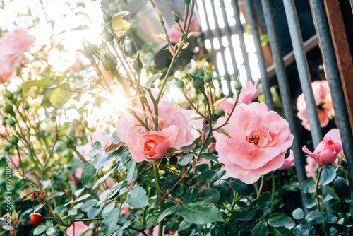 Lush Garden Roses in Full Bloom at Sunset, Romantic Floral Petals in Warm Natural Golden Hour Light