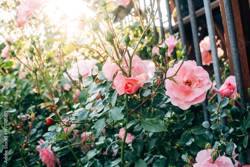 Lush Garden Roses in Full Bloom at Sunset, Romantic Floral Petals in Warm Natural Golden Hour Light