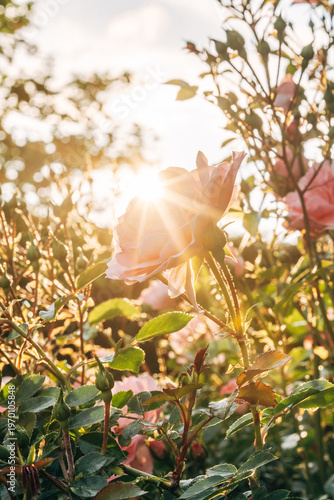 Lush Garden Roses in Full Bloom at Sunset, Romantic Floral Petals in Warm Natural Golden Hour Light