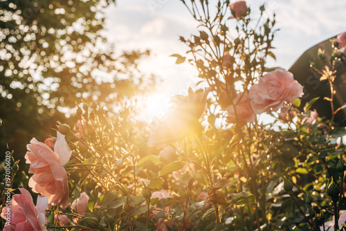 Lush Garden Roses in Full Bloom at Sunset, Romantic Floral Petals in Warm Natural Golden Hour Light