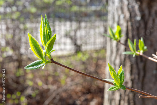Foto A close-up shot of vibrant green buds and young leaves unfurling on a slender brown branch in early spring, bathed in warm, soft sunlight with a blurred background
