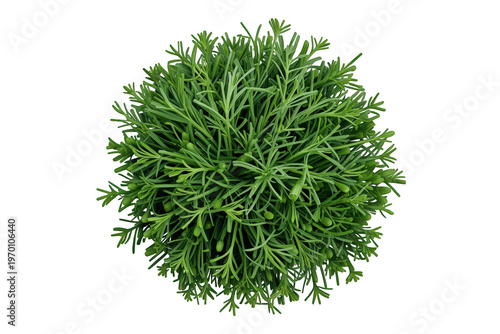 Round green plant from top view with vibrant foliage and fresh leaves, natural herb for decoration