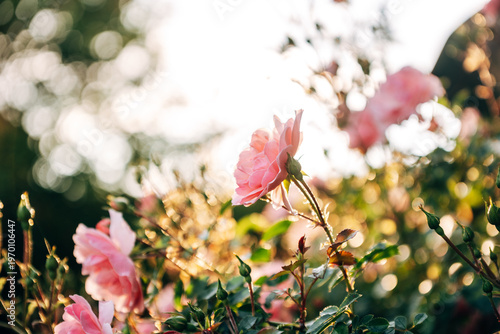 Lush Garden Roses in Full Bloom at Sunset, Romantic Floral Petals in Warm Natural Golden Hour Light