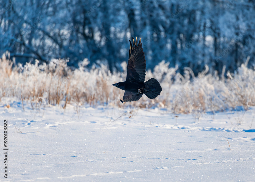 Naklejka premium A black raven flies over a winter snowy field with its wings spread.