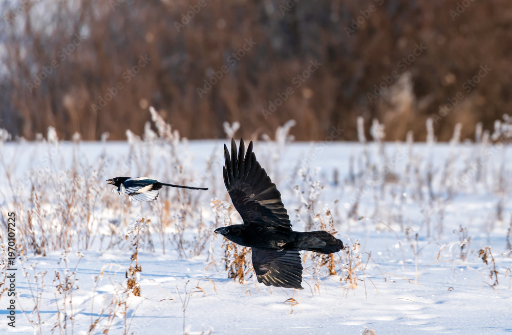 Naklejka premium A black raven flies over a winter snowy field, spreading its wings after a magpie.