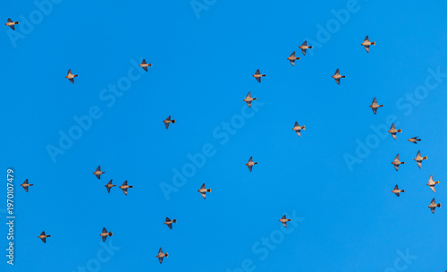 flock of waxwing birds flying high against the blue sky
