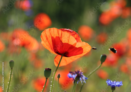 Klatschmohn - Corn poppy
