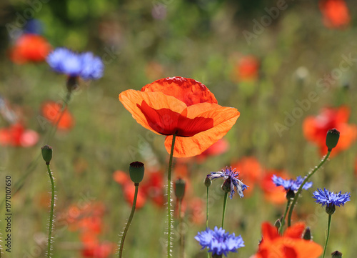 Klatschmohn - Corn poppy