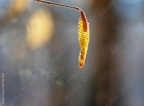 Alder tree buds spray a cloud of fine golden allergic pollen against a sunny ...