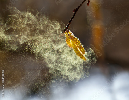 Birch and alder catkins spray a cloud of fine golden allergic pollen against ...