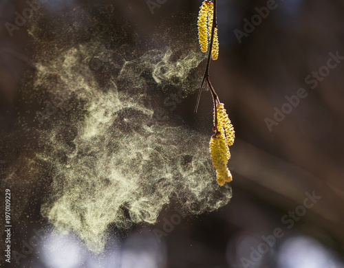 Birch and alder catkins spray a cloud of fine golden allergic pollen against ...