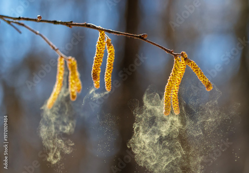Birch tree buds spray a cloud of fine golden allergic pollen against a sunny sky in a spring park against a blue sky