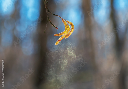 Golden birch catkins spray a cloud of fine allergic pollen against a sunny sk...