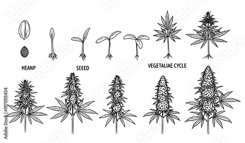 Hemp plant growth cycle vector set with cannabis seedling sprout bloom and marijuana cultivation stages