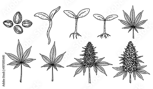 Hand drawn hemp and cannabis growth vector set with marijuana seedling sprout bloom stages illustration