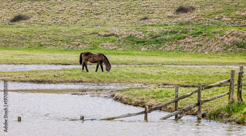 Horse grazing in the water meadows at Cuckmere Haven, East Sussex, UK with half submerged wooden fence in foreground.