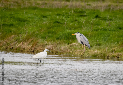 A Heron and an Egret in the River Cuckmere at Cuckmere Haven in East Sussex, UK