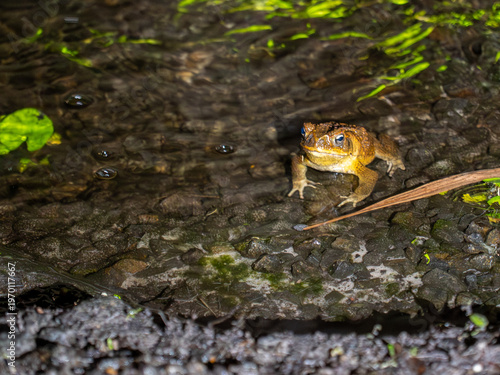 Frosch