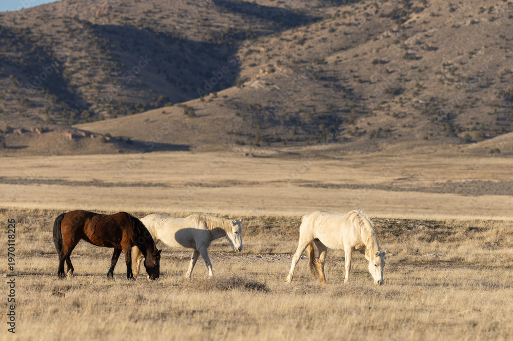 Fototapeta premium Wild Horses in the Utah Desert in Springtime