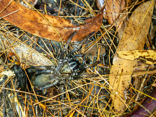 Spinne