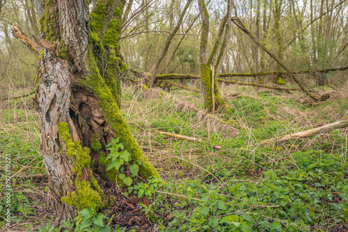 A pristine nature reserve with a mossy hollow tree, fallen trees, and nettles. The photo was taken in the Dutch province of North Brabant on a slightly cloudy day at the beginning of the spring season