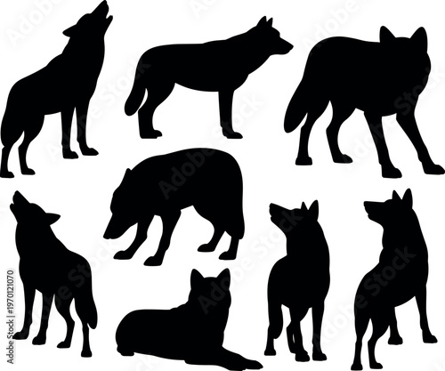 Photography Silhouette set of wolves in different poses, wild animals isolated on white back