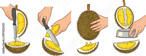 Step-by-Step Durian Fruit Opening Process Illustration for Culinary Use, Food Preparation, and Asian Cuisine Recipes