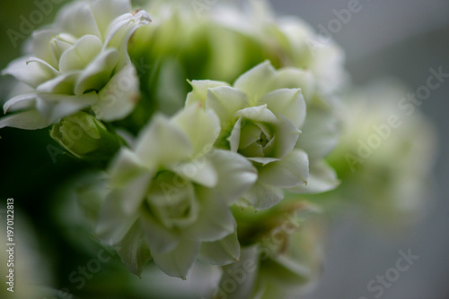 Delicate white flower petals captured in soft focus with dreamy bokeh and a calm natural background