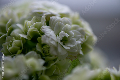 Delicate white flower petals captured in soft focus with dreamy bokeh and a calm natural background