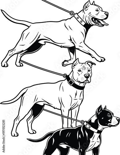 Three muscular dogs illustration, black and white vector artwork showing strong posture, collars, leashes, attentive stance, animal breed design for pet content
